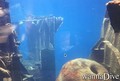 scuba diving photo