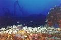 scuba diving photo