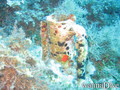 scuba diving photo