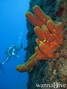 scuba diving photo