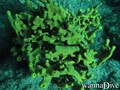 scuba diving photo