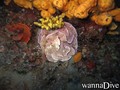 scuba diving photo