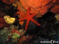 scuba diving photo