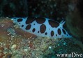 scuba diving photo