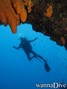 scuba diving photo