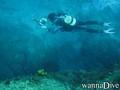 scuba diving photo