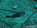 scuba diving photo