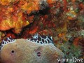 scuba diving photo