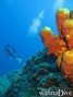 scuba diving photo