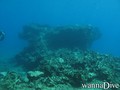 scuba diving photo