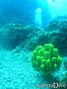 scuba diving photo