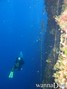scuba diving photo