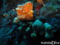 scuba diving photo