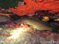 scuba diving photo