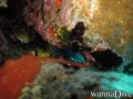 scuba diving photo