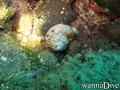 scuba diving photo