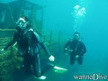 scuba diving photo
