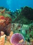 scuba diving photo