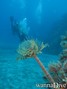 scuba diving photo