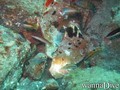 scuba diving photo