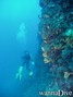 scuba diving photo