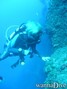 scuba diving photo