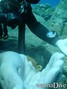 scuba diving photo