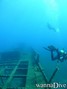 scuba diving photo