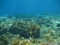 scuba diving photo