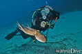 scuba diving photo