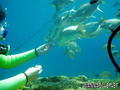 scuba diving photo