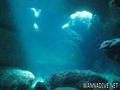 scuba diving photo