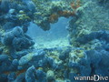 scuba diving photo