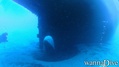 scuba diving photo