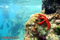 scuba diving photo