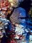 scuba diving photo