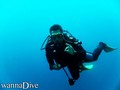 scuba diving photo