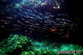 scuba diving photo