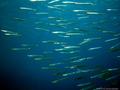 scuba diving photo
