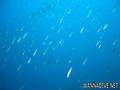scuba diving photo
