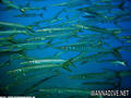 scuba diving photo