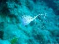 scuba diving photo