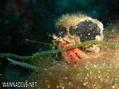 scuba diving photo