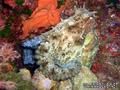 scuba diving photo