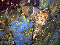 scuba diving photo