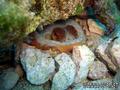 scuba diving photo