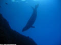 scuba diving photo