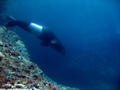 scuba diving photo