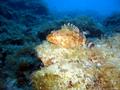 scuba diving photo