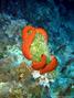 scuba diving photo